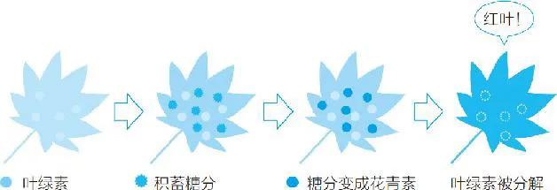 红叶为什么会变红