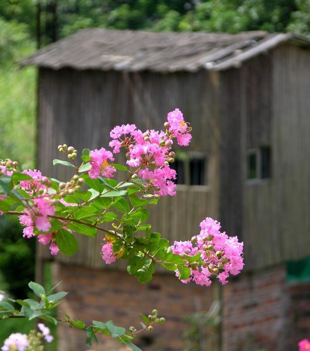 俗话说“穷栽草，富种树”，6种很有“钱景”的树，小投入大回报