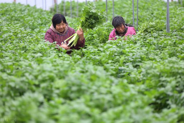 详细的芹菜种植方法，学会了可以比邻居家高产20%，建议收藏