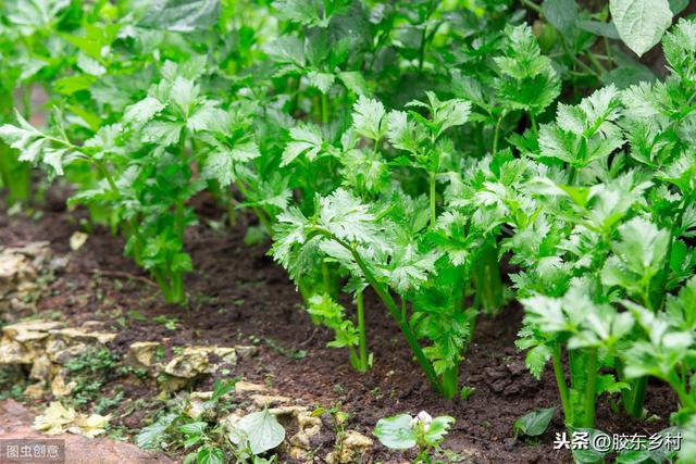 盐碱地如何种植蔬菜？用这些方法，轻松种植而且高产