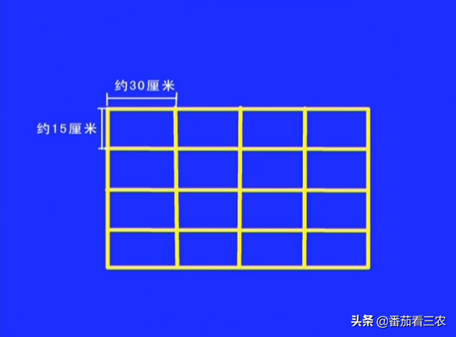 冬季利用刺龙芽、香椿等植物枝条，采用温室水培，生产芽菜技术