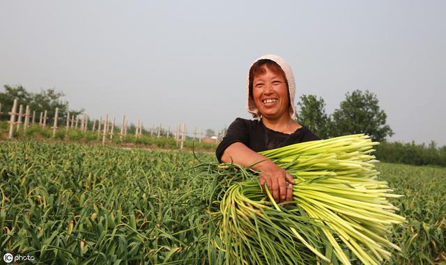 大蒜要高产，种植密度关你把握住了吗？