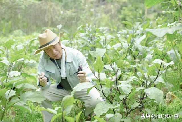 茄子原来是这样种植的，种植茄子的基础需求，你知道吗？