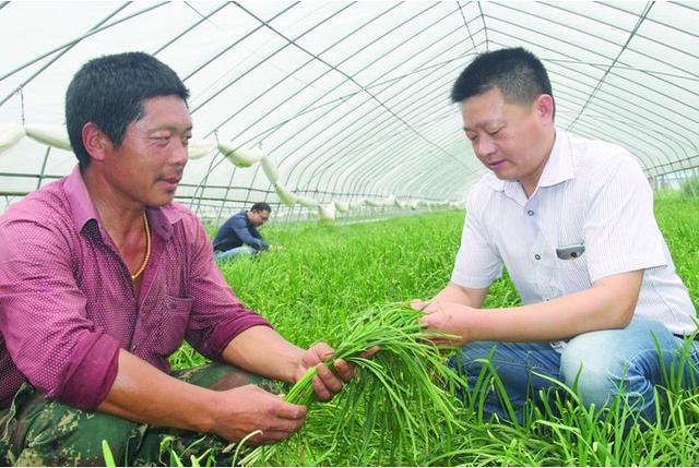 掌握这几点，韭菜种植绝对优质又高产