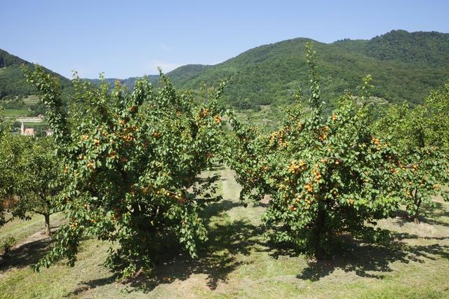 杏树种植方法，做好这几点，年产量提高百分之30