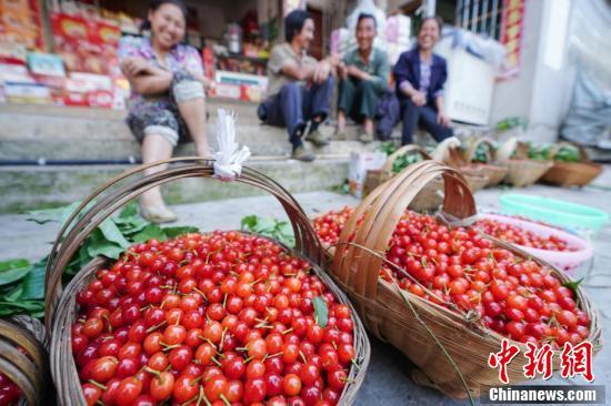 贵州镇宁 小小红樱桃助农增收