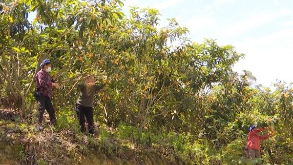 枇杷种植为望谟果农添富路