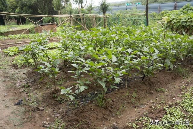 茄子原来是这样种植的，种植茄子的基础需求，你知道吗？