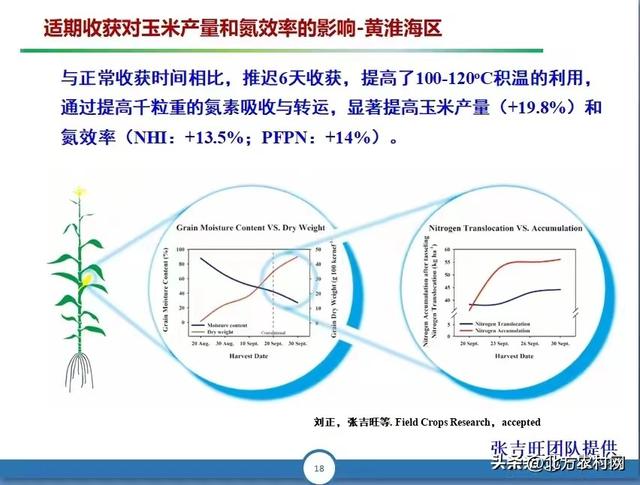 夏播玉米亩产一吨粮，“横宽®1号”如何种植管理？