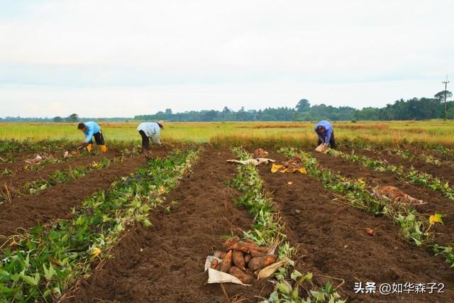 秋天种红薯什么时候收获？早了晚了都不好，这几点需要弄明白