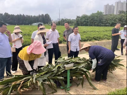 一年三熟种植模式助力我省畜牧业快速发展