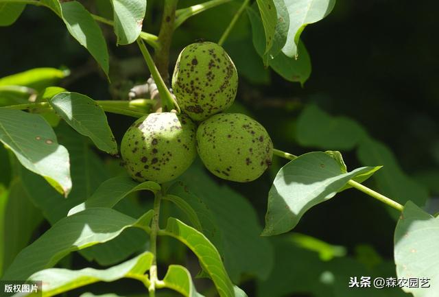 核桃栽培管理技术的要点，该如何实施，点进来学习下吧