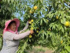 砀山黄桃种植面积(小小黄桃托起“稳稳的幸福”)