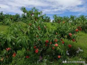 杏的种植效益(90后农民回乡创业种水蜜桃，亩收入约8000元，如何保证销路？)