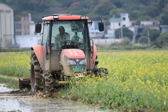 多年生水稻落地广州，种一次可连续收割4-5年