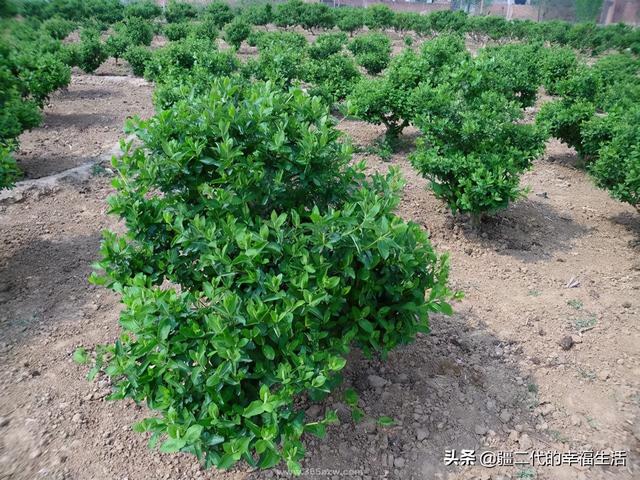 新疆中药材金银花标准化种植技术规程