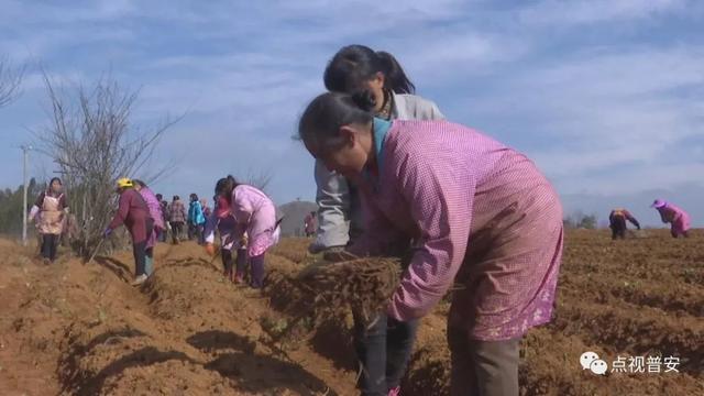 青山镇：新年种下新希望 年末采收“致富果”