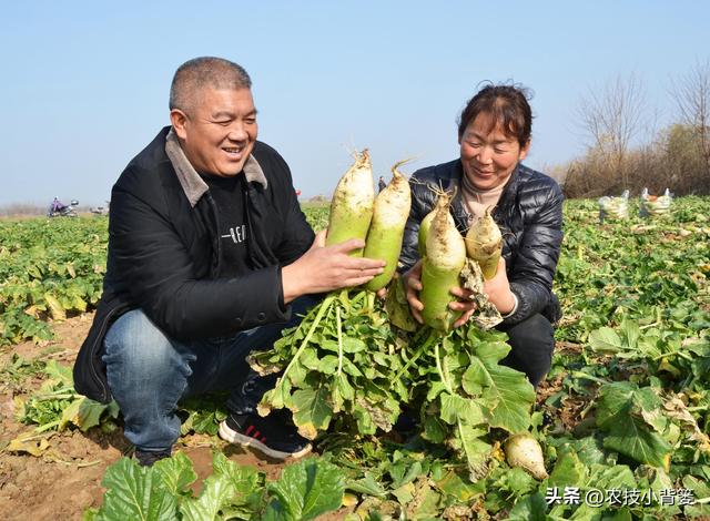 萝卜秋分“露肩”巧管理，收获萝卜更粗更长更高产！具体怎么做？