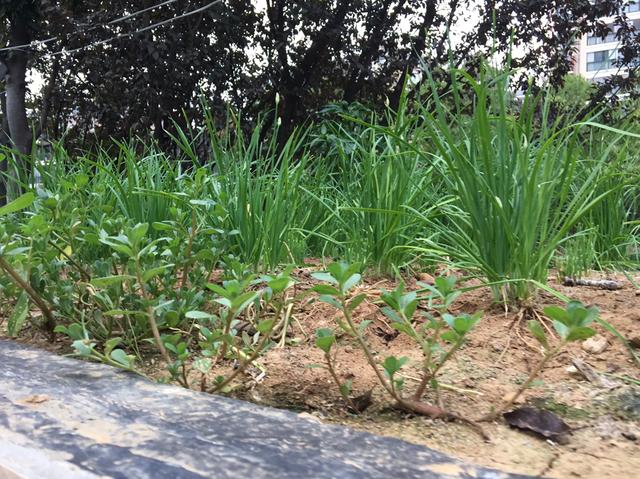 高楼中的一个小屋顶，被她打造成小菜园，种的辣椒韭菜番茄吃不完