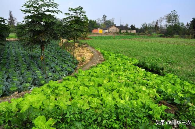 种夏白菜，因地制宜采取不同种植方式，叶球柔嫩多汁，增产增收