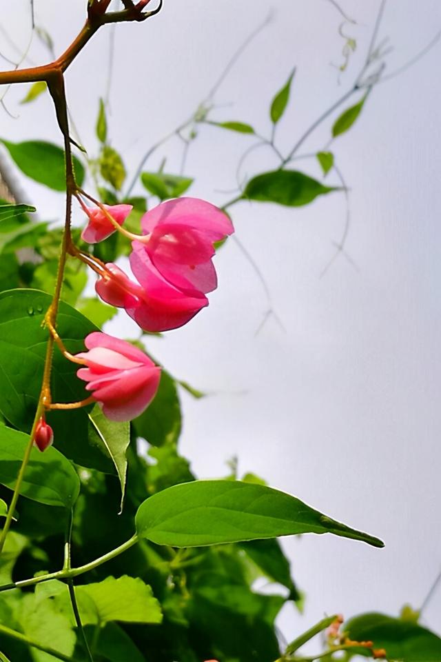 5种适合院子栽的藤蔓植物，各有特色，你家里养过吗？