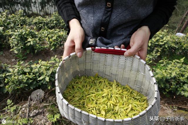 建议收藏：中国六大茶系的分类及产地特色，看完你就懂了