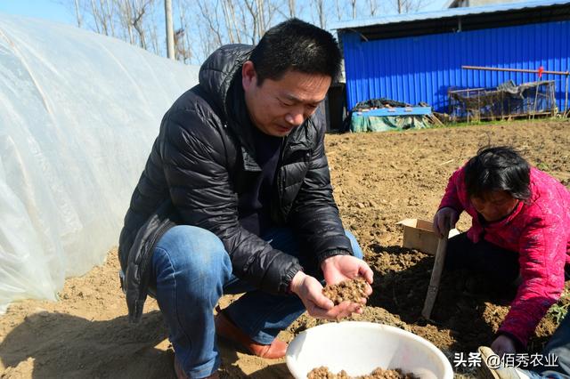 农村人种植中药材，惹邻居们羡慕，真的很赚钱吗？