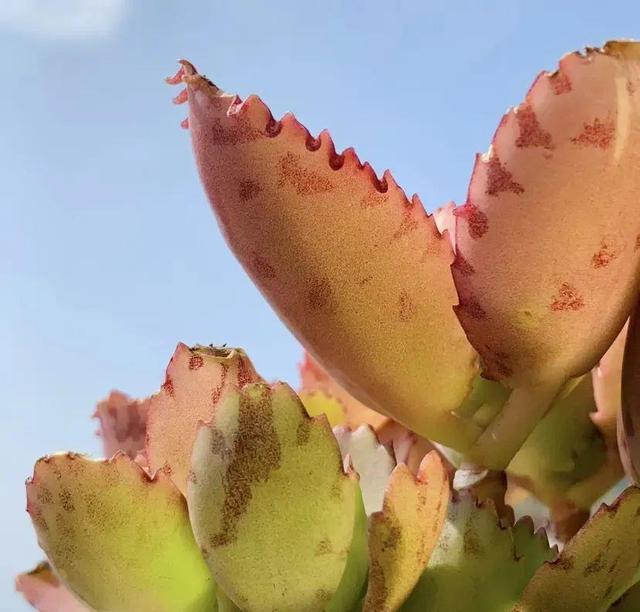 不死鸟多肉的种植方法，腐土种植，全日照，干透浇透！