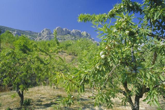 杏树种植方法，做好这几点，年产量提高百分之30