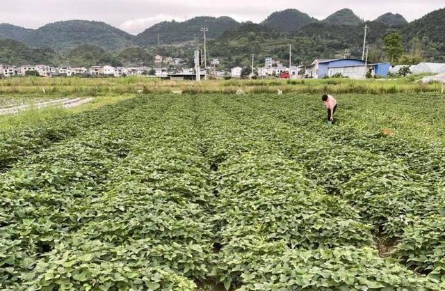 省山地农业机械研究所赴思南县开展红薯机收现场试验