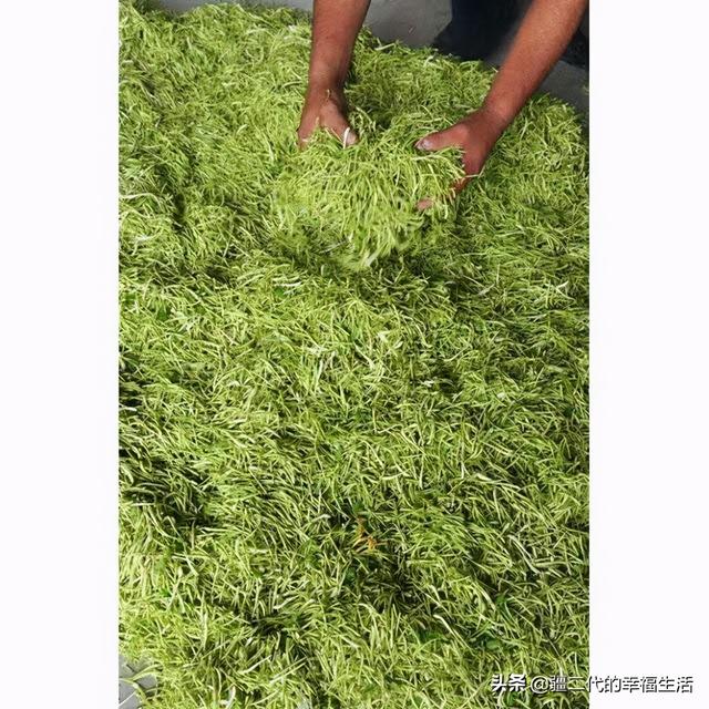 新疆中药材金银花标准化种植技术规程