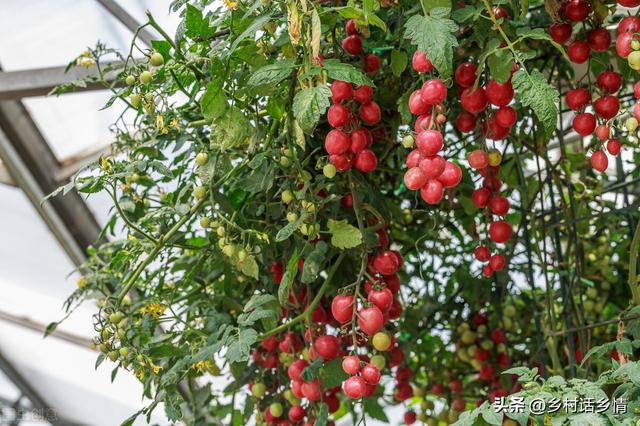 教你自己发酵菌剂和菌肥，简单实用，永远受益，几分钟就能学会