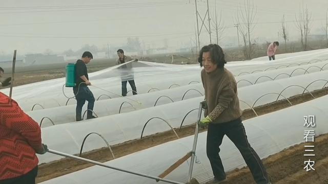 种植大姜的正确方法和步骤