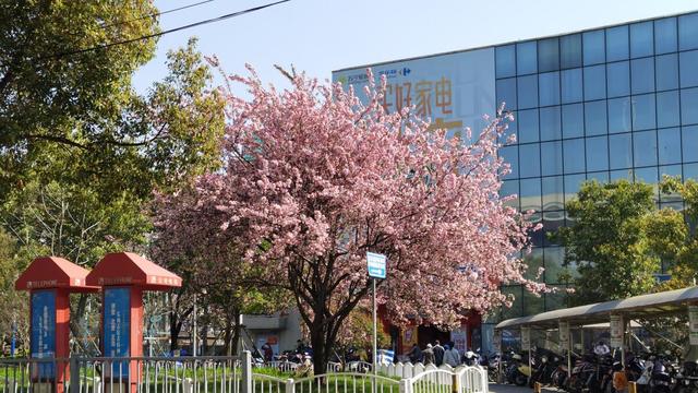 俗话说“穷栽草，富种树”，6种很有“钱景”的树，小投入大回报