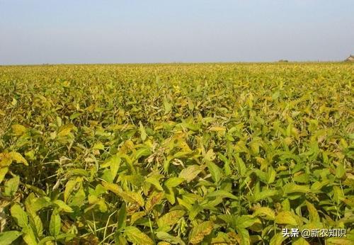 大豆的种植技术收藏好！该如何实施，点进来学习下吧