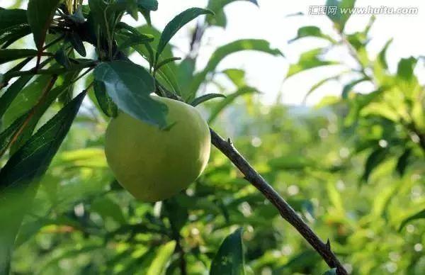 携带夏日的暖风，阿坝青脆李，如约而至