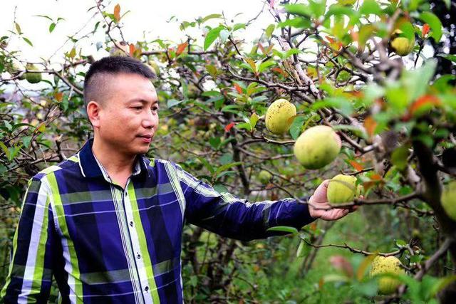 贵州正安：大山里的野果果，结出金黄致富路