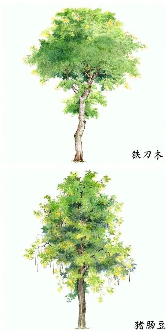 「绘画参考」18种水彩植物的图集（植物参考）