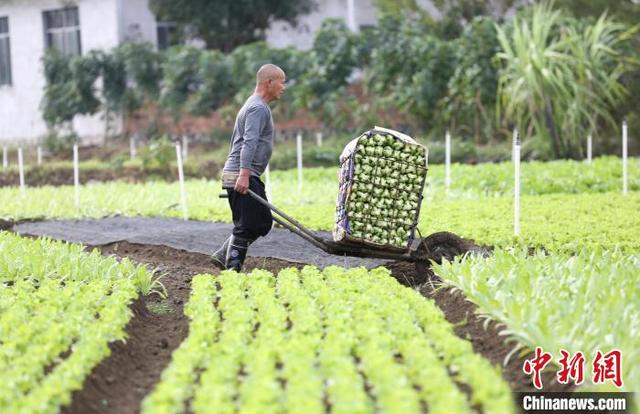 广西柳州万亩蔬菜丰收 菜农忙采摘