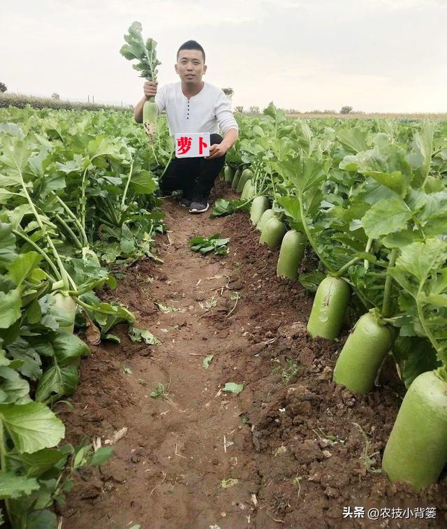 萝卜秋分“露肩”巧管理，收获萝卜更粗更长更高产！具体怎么做？