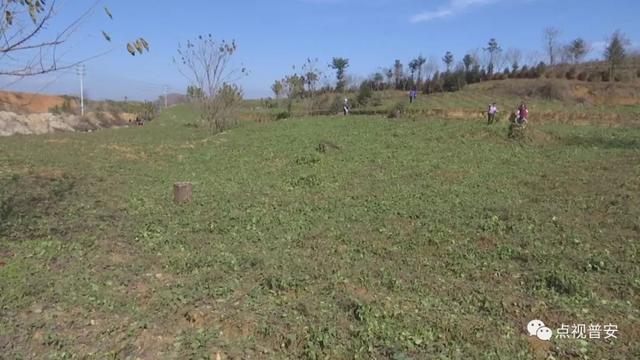 青山镇：新年种下新希望 年末采收“致富果”