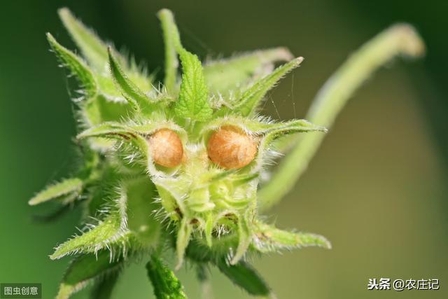 种植草果需要哪些条件？它与草豆蔻的区别是什么？