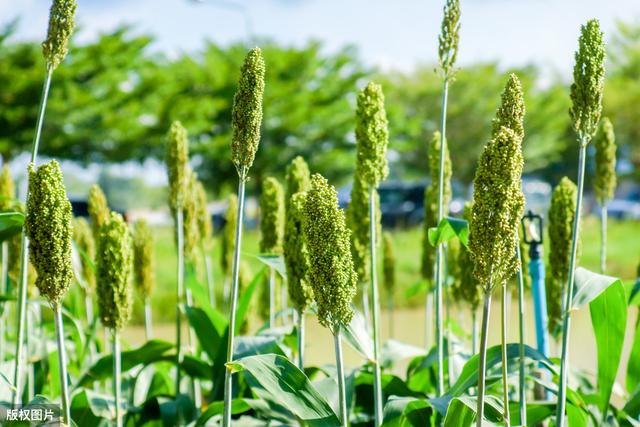 高产优质高粱种植技术，掌握高粱生长变化规律，丰收颗粒饱满高粱