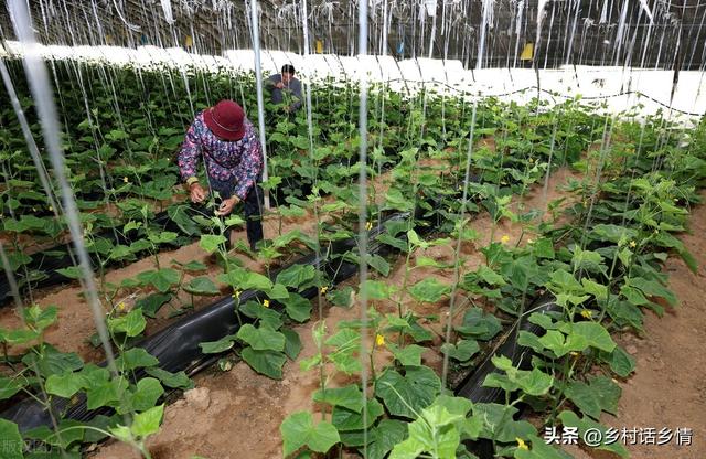 教你自己发酵菌剂和菌肥，简单实用，永远受益，几分钟就能学会