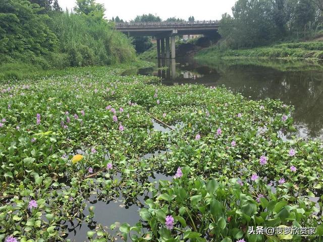 在国外泛滥成灾，中国却要大量种植，美国每年花50亿元难消灭?