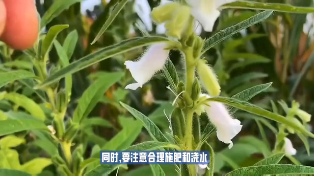 你知道芝麻是怎样种植吗？@D0U十小助手