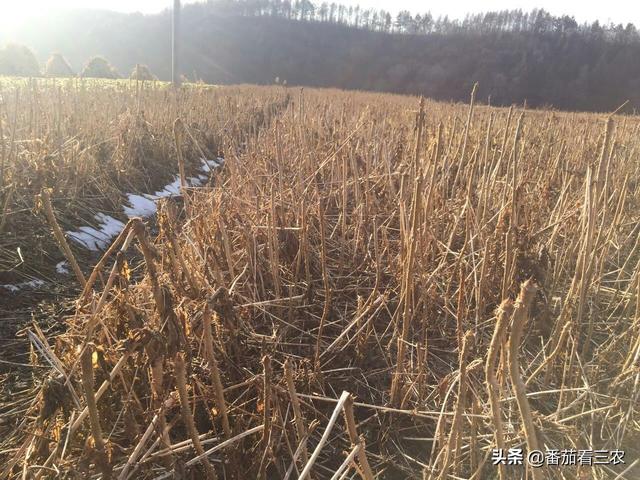 冬季利用刺龙芽、香椿等植物枝条，采用温室水培，生产芽菜技术