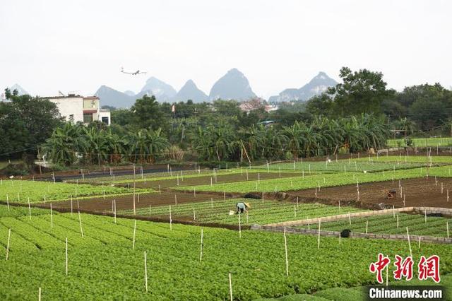 广西柳州万亩蔬菜丰收 菜农忙采摘