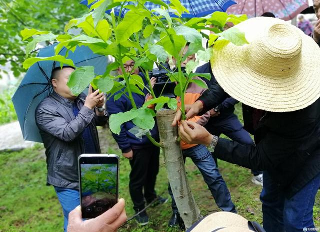 核桃嫁接技术要点都有哪些，如何进行操作？