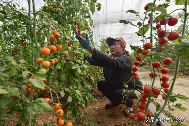 教你自己发酵菌剂和菌肥，简单实用，永远受益，几分钟就能学会